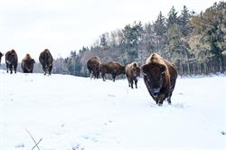 Ditlevsdal Bison Farm