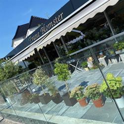 Trane Blomster