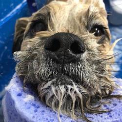 Leca-Hundesalon