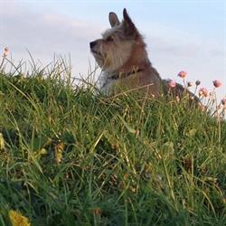 Lykkegårdens Hunde- og Kattepension