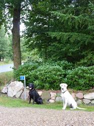 Mejdal Hundepension
