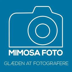 Mimosa