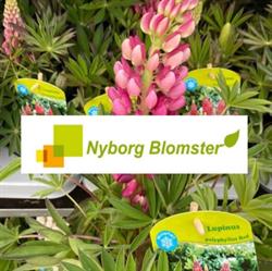 Nyborg Blomster
