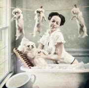 Abc Hundesalon