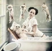 Abc Hundesalon