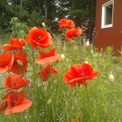 Rudolf Steiner Børnehaven
